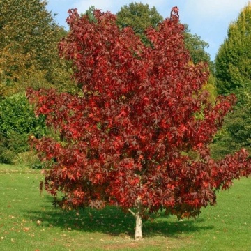 Arbore de Guma (100 seminte) American Sweet Gum - Liquidambar styraciflua, frunze culori schimbatoare, extrem de decorativ, Saflax - Img 4