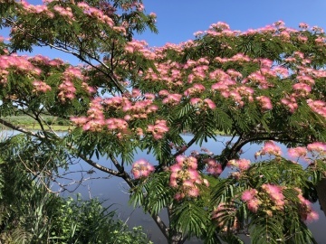Arbore de Matase (50 seminte) Pinc Acacia - Albizia julibrissin, flori roz, parfumate, pufoase, Saflax - Img 2