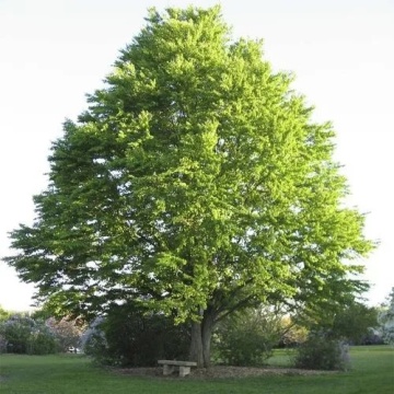 Arbore Japonez de Turta Dulce (200 seminte) Katsuratree - Cercidiphyllum japonicum, frunze culori schimbatoare, aroma de caramel si scortisoara, Saflax - Img 7