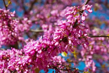Arborele de Iudeea (60 seminte) Lover's Tree - Cercis siliquastrum, arbore decorativ cu frunze in forma de inima si flori roz, Saflax - Img 5