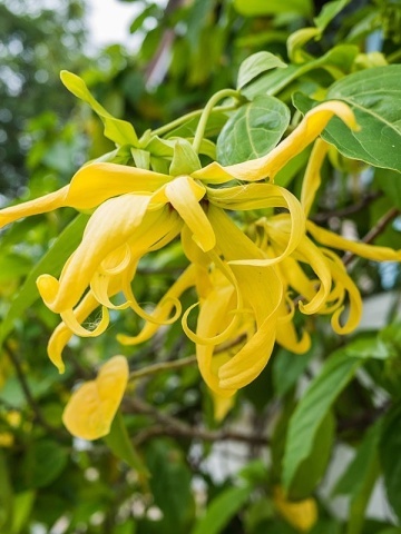 Arborele de Parfum Ylang Ylang (10 seminte) Perfume Tree Ylang Ylang - Cananga odorata, flori cu parfum celebru de iasomie, Saflax - Img 3