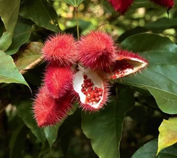 Arborele de Ruj (20 seminte) Lipstick Tree - Bixa orellena, flori si fructe decorative, Saflax - Img 7
