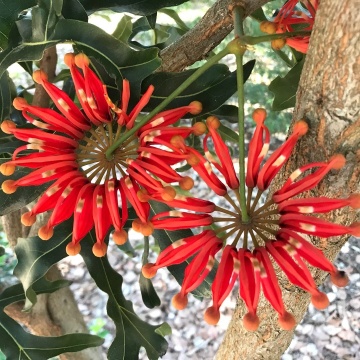 Arborele Roata de Foc (20 seminte) Firewheel Tree - Stenocarpus sinuatis, flori mari rosii-portocalii, asemanatoare flacarilor, Saflax - Img 4
