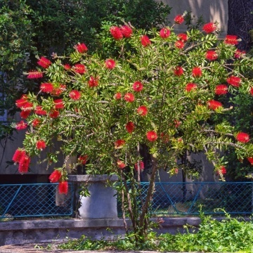 Arbust Perie de sticle (40 seminte) Red Bottle Brush - Callistemon citrinus, flori rosii, frunze cu parfum de citrice, Saflax - Img 6