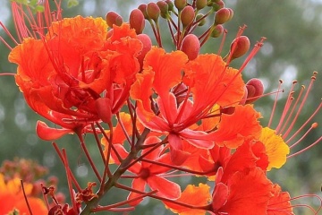 Arbustul Paun (10 seminte) Mexican Bird of Paradise - Caesalpinia pulcherrima, flori superbe rosii-portocalii, Saflax - Img 5