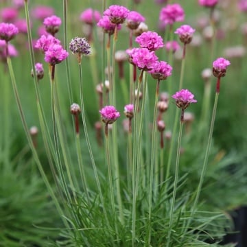 Armeria Maritima Morning Star (0.2 gr) seminte planta perena mica potrivita pentru stancarii si borduri de flori, Opal - Img 3