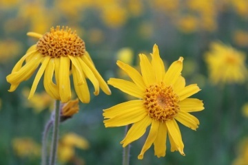 Arnica (40 seminte) Mountain Arnica - Arnica montana, planta medicinala pentru dureri musculare, Saflax - Img 3
