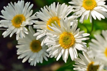 Aster alpinus White (in ghiveci de 1 L), rasad de Ochiul Boului cu flori albe cu centrul galben - Img 3