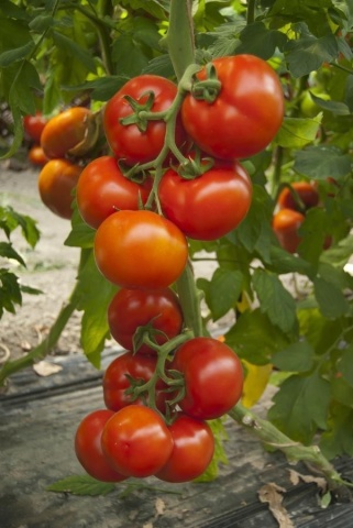 Attiya F1 (100 seminte) tomate nedeterminate extratimpurii, fructe tip beef, Rijk Zwaan
