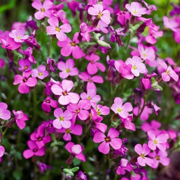 Aubrieta Hybrid Leishtlinii (200 seminte) Aubrieta flori mici roz, plante perene acoperitoare de sol, Seklos - Img 3