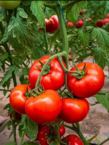 Badalona F1 (1000 seminte) tomate nedeterminate, soi foarte productiv cu fructe ce ajung la o greutate de 250 gr, Fito Semillas - Img 1