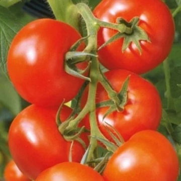 Balkan F1 (25 seminte) tomate extratimpurii pentru sere si camp, Geosem