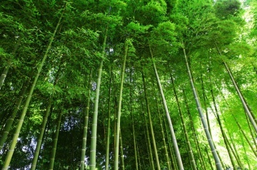 Bambus Moso (20 seminte) Moso Bamboo - Phyllostachys pubescens, crestere rapida, rezistent la frig, Saflax - Img 4