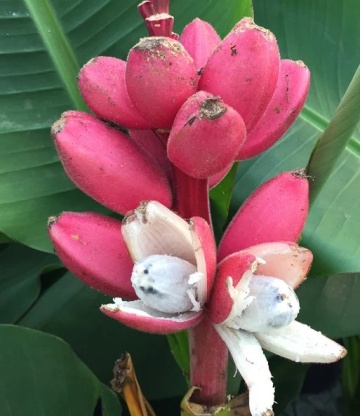 Bananier (8 seminte) Pink Velvet Banana - Musa velutina, produce banane rosii, dulci, Saflax - Img 3