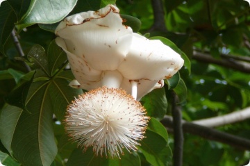 Baobab African (6 seminte) African Monkey Bread Tree - Adansonia digitata, arbore cu trunchi gros, rezistent la seceta, Saflax - Img 7