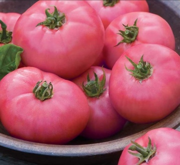 Berner Rose (8 seminte) tomate roz nedeterminate, carnoase si gustoase, pentru sera, Sekluva - Img 2