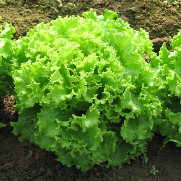 Bionda a Foglia Riccia BIO (1600 seminte) salata verde BIO, frunze ondulate foarte gustoase, regenerabile, Seklos - Img 2