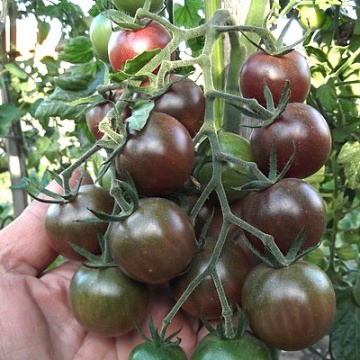 Black Cherry (0.3 gr) tomate cherry negre, soi timpuriu exotic, gust deosebit, Prima Sementi - Img 5