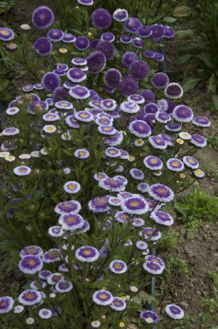 Blue Moon (0,5 gr) seminte Ochiul Boului pompon albastru-violet cu margini albe, Toraf - Img 3