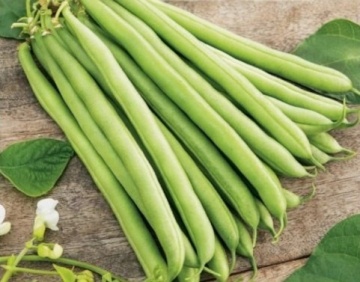 Bona (30 gr) seminte fasole pitica, pastai verzi, cilindrice, lungi, fara ate, Toraf - Img 2