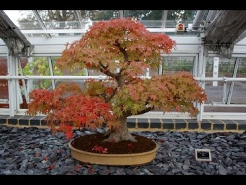 Bonsai Arbore de Guma (100 seminte) American Sweet Gum - Liquidambar styraciflua, frunze culori schimbatoare, extrem de decorativ, Saflax - Img 9