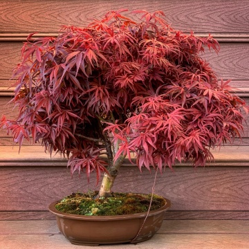 Bonsai Artar Japonez (20 seminte) Bonsai Red Japanese Maple - Acer palmatum, copac extrem de decorativ, frunze rosii-stacojii, Saflax - Img 6