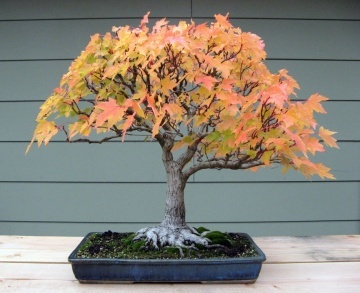 Bonsai Artar Rosu (20 seminte) Bonsai Red Maple - Acer rubrum, arbore decorativ deosebit de colorat, Saflax - Img 4