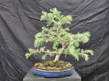 Bonsai Cedru de Himalaya (35 seminte) Indian Cedar - Cedrus deodara, conifer cu ace verzi-albastrui si conuri extrem de decorative, Saflax - Img 5