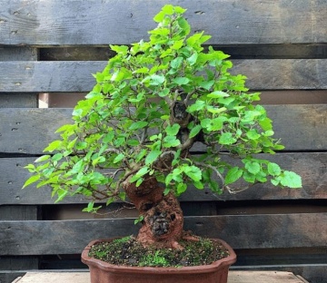 Bonsai Dud Alb (200 seminte) Bonsai White Mulberry - Morus alba, pom fructifer si decorativ, usor de ingrijit, Saflax - Img 5