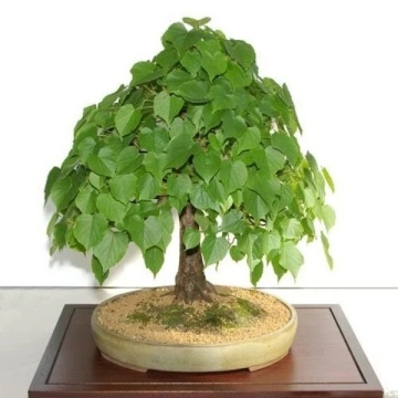 Bonsai Ficus Sacru (100 seminte) Bonsai Sacred Fig - Ficus religiosa, frunze moi in forma de inima, Saflax - Img 5