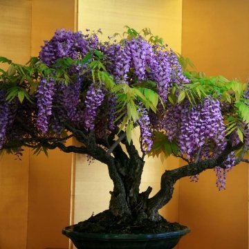 Bonsai Glicina Chinezeasca (4 seminte) Bonsai Blue Chinese Wisteria - Wisteria sinensis, planta cu flori spectaculoase, parfumate, Saflax - Img 5