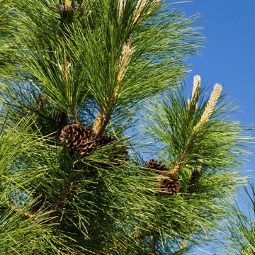 Bonsai Pin Auriu (20 seminte) Bonsai Ponderosa Pine - Pinus ponderosa, cea mai mare specie de pin, ace foarte lungi, Saflax - Img 2