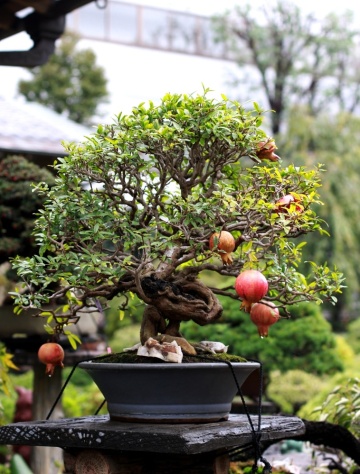 Bonsai Rodie Pitica (50 seminte) Bonsai Dwarf Pomegranate - Punica granatum nana, flori mari clopotei, fructe mici, Saflax - Img 2