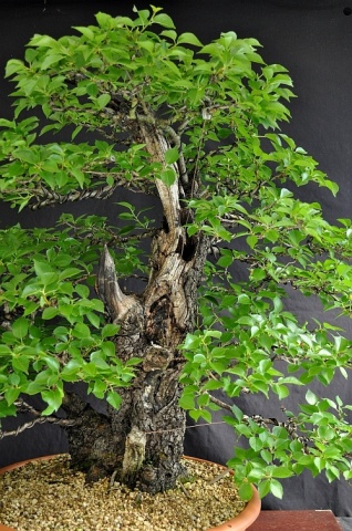 Bonsai Visin Turcesc (30 seminte) Bonsai Mahaleb Cherry - Prunus mahaleb, flori albe, parfumate, lemn parfumat, Saflax - Img 5