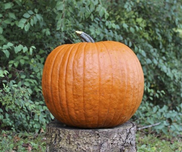 Boomer F1 (500 seminte) dovleac Halloween, fruct portocaliu inchis, crestat, Sakata
