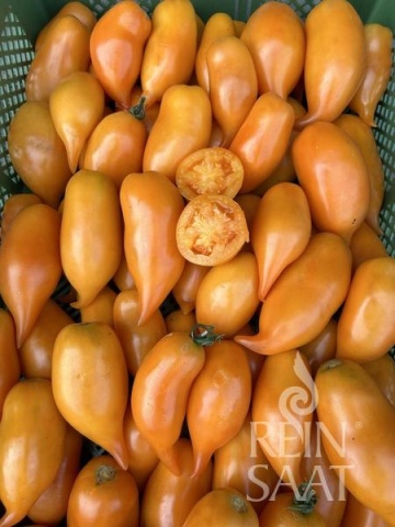 Buratino BIO (20 seminte) tomate galben-portocalii alungite cu varf ascutit, aroma dulce-fructata, ReinSaat