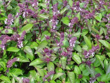Busuioc Bio Scortisoara (0.5 gr) seminte eco busuioc aroma scortisoara, Seklos - Img 2