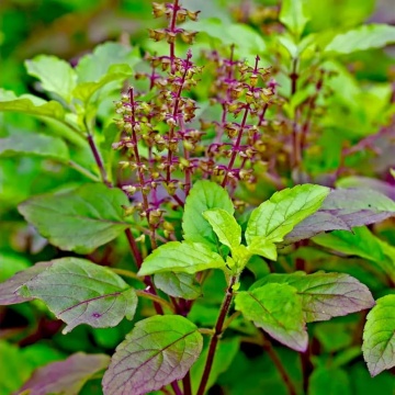Busuioc Sfant (500 seminte) Heiliges Tulsi Basilikum - Ocimum Tenuiflorum Syn. Sanctum, Busuioc Tulsi, parfum deosebit, Saflax - Img 4