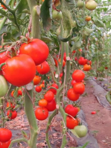 Buzau 47 “ 0.5 gr “ Seminte Tomate Romanesti Semitimpurii de la Mefim Agro - Img 2