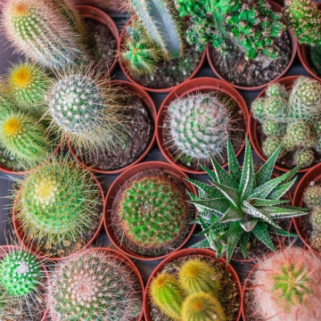 Cactus mix (0.2 gr) seminte cactusi pereni, diferite soiuri, Toraf - Img 3