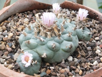 Cactus Peyote (20 seminte) Peyoe - Lophophora williamsii, cactusul samanilor azteci, Saflax - Img 3