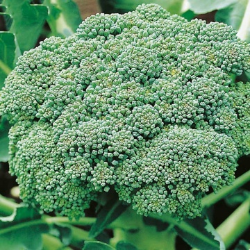 Calabrese Natalino BIO (300 seminte), broccoli BIO randament ridicat, Seklos - Img 2