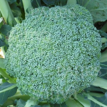 Calabrese Natalino BIO (600 seminte) broccoli ECO certificat ecologic, extratimpuriu, capatana mijlocie, Agrosel - Img 2