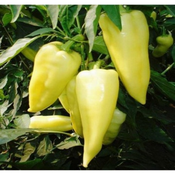 Campona F1 (1000 seminte) de ardei conic dulce cu crestere continua ce poate fi cultivat in sistem protejat in orice perioada a anului atat in sere sau solarii incalzite cat si neincalzite, Duna-R