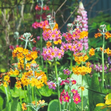 Candelabra Primrose (300 seminte) Primula inalta, Ciubotica Cucului flori colorate, Seklos - Img 2