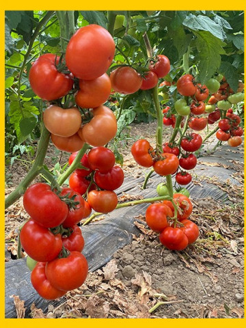Canova F1 (250 seminte) tomate hibrid nedeterminat semi-timpuriu, ajunge la 200-250 gr, Clause - Img 2