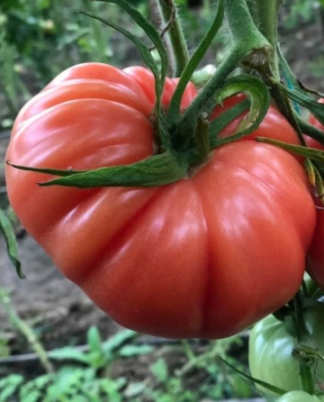 Cassarosa F1 (1000 seminte) rosii crete - costate, culoare roz - violet nedeterminate, Yuksel
