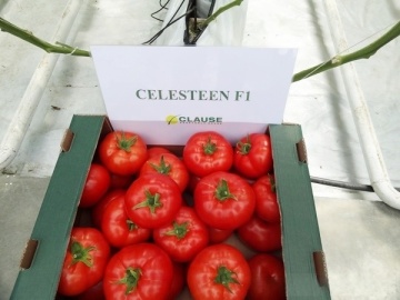 Celesteen F1 (10 seminte) tomate timpurii nedeterminate, usor nervurate, soi francez, foarte rezistent, Clause - Img 3