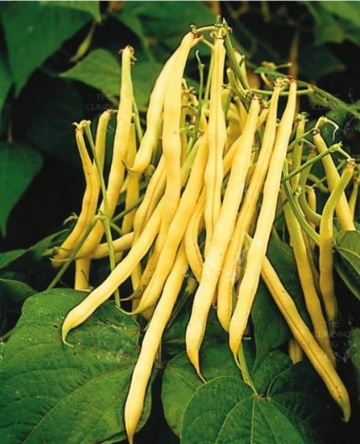 Cherokee (50 gr) seminte fasole pitica, pastai galbene cilindrice fara ate, boabe negre, Kertimag