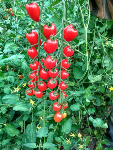 Cherry Mila (300 seminte) tomate Cherry in forma de prunisoare, Geosem Bulgaria - Img 4